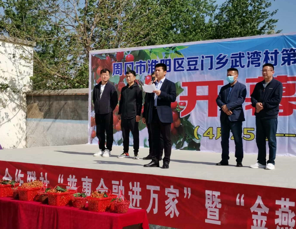 樱桃红透武湾村,樱桃产业助脱贫 ——豆门乡武湾村樱桃采摘节纪实