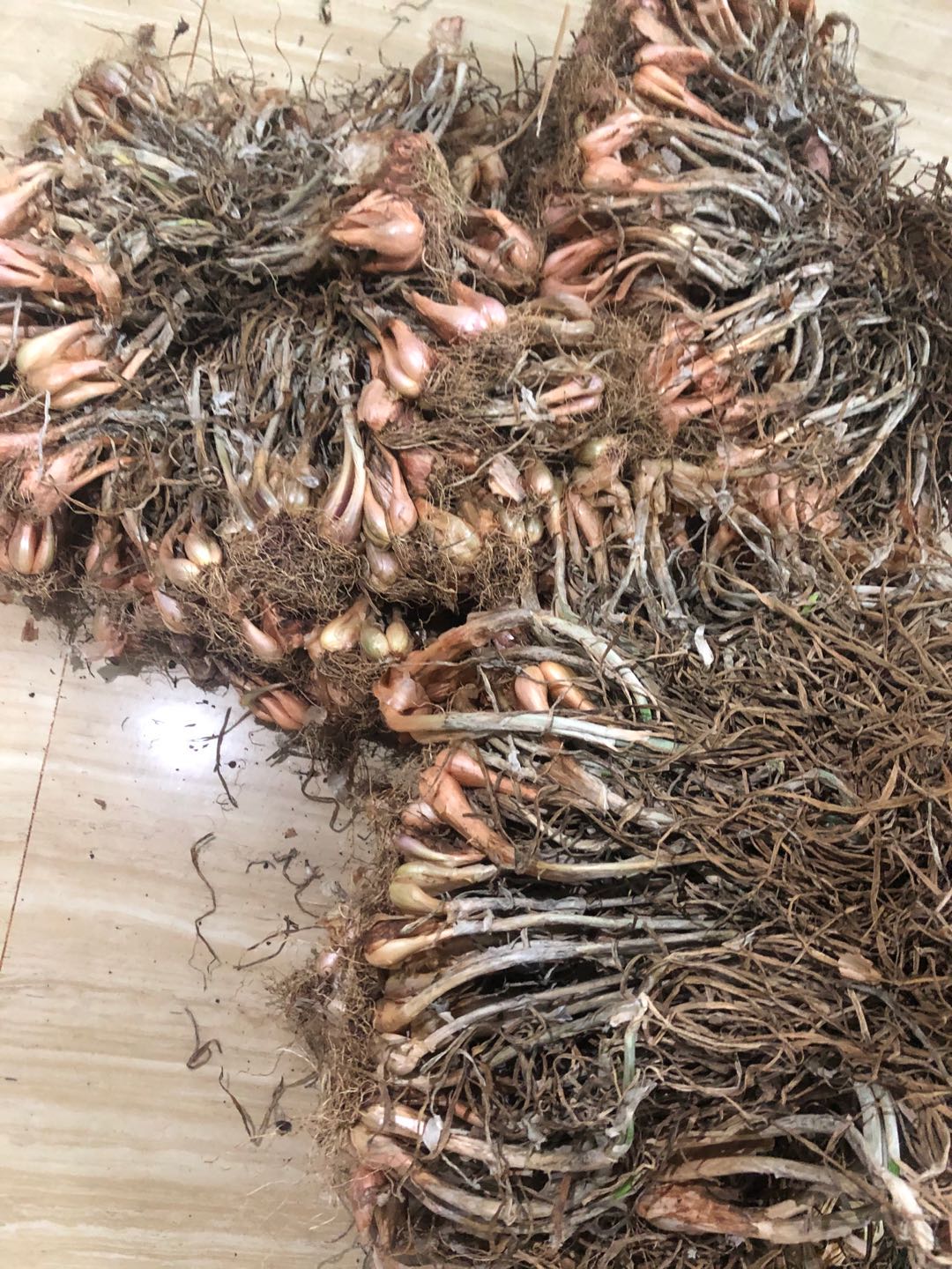 红葱头种