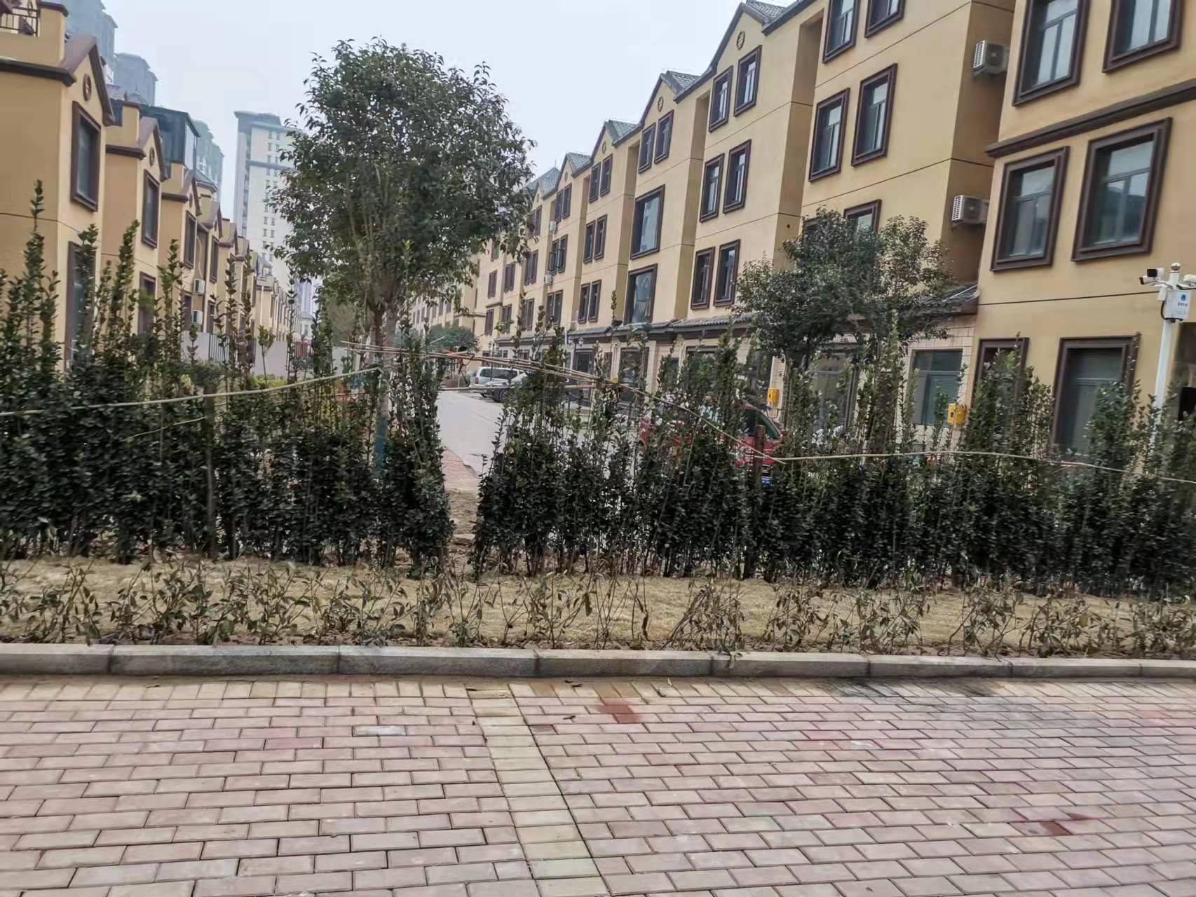 路被绿化堵
