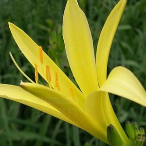 四大金刚之一“黄花菜”